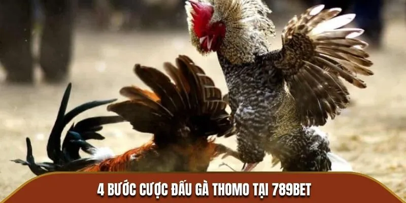 4 bước cược đấu gà Thomo tại 789BET