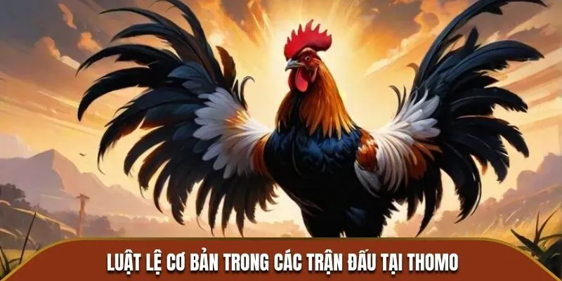 Luật lệ cơ bản trong các trận đấu tại Thomo